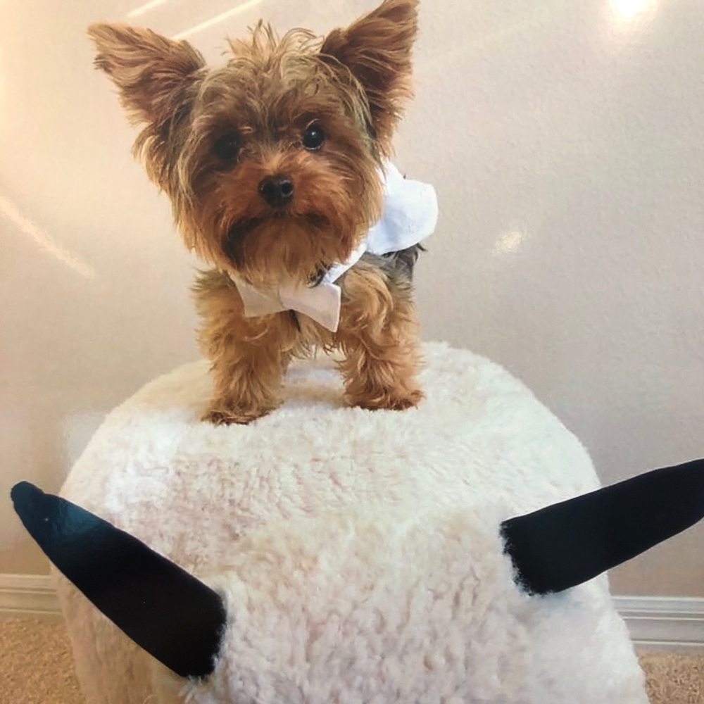 Meet your Posher, Jinhua